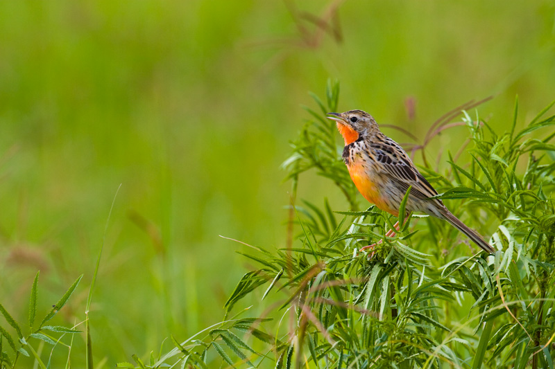 Rosy-Breasted Longclaw